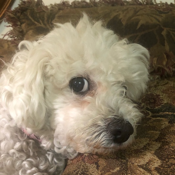 Perception size14 polka dot dress size10 - Picture 3 of 3